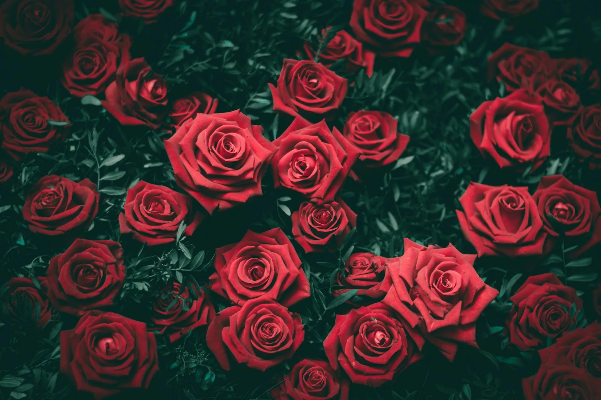 Rose installation