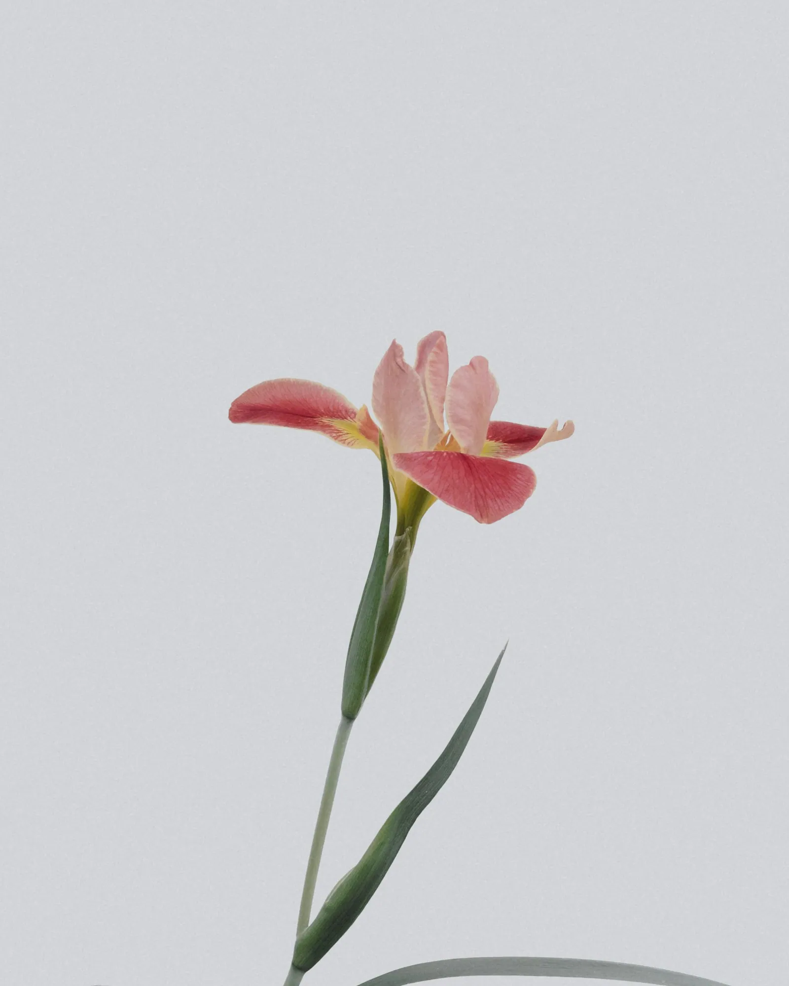 Convocation flowers